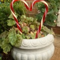 Holiday Heart
