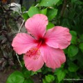 Pink Hibiscus