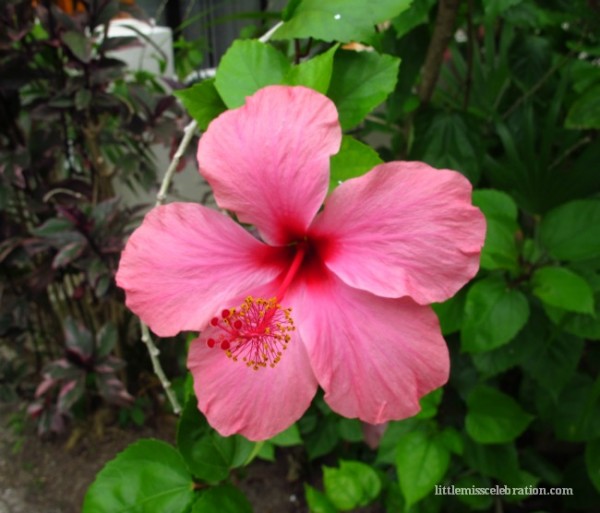 Pink Hibiscus