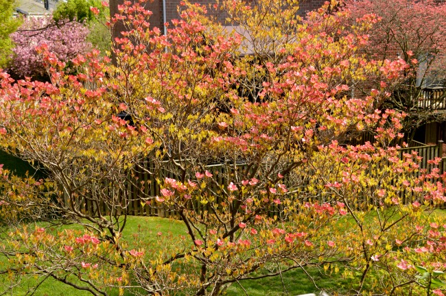 Flowering tree at littlemisscelebration.com Flowering tree at littlemisscelebration.com