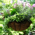 The Celebration of a Spring Garden