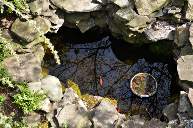 Pond Pond
