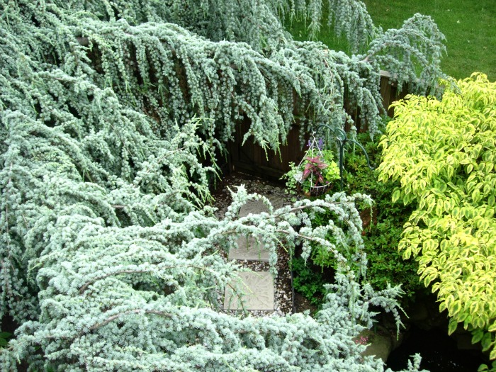 Weeping Blue Atlas Cedar, at littlemisscelebration.com Weeping Blue Atlas Cedar,