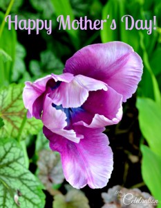 Happy's Mother's Day - A thank you to my Mom at littlemisscelebration.com